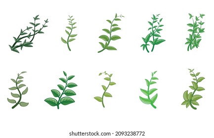 Vector designer elements set collection of green forest fern, tropical green eucalyptus greenery art foliage natural leaves.