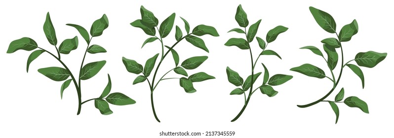 Vector designer elements set collection green branch with leaves. Decorative beauty elegant illustration for design leaf in watercolor style.