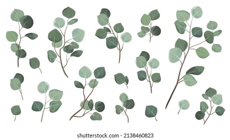 Vector designer elements set collection green eucalyptus leaves. Decorative beauty elegant illustration for design leaf in watercolor style.