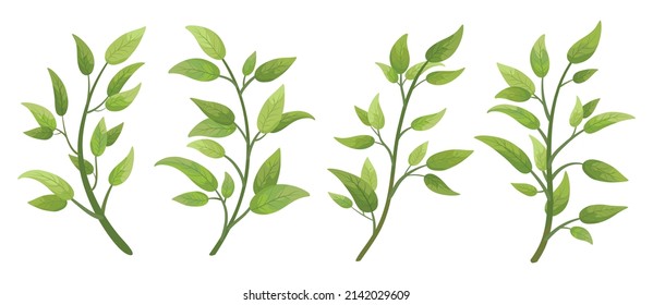 Vector designer elements set collection green branch with leaves. Decorative beauty elegant illustration for design leaf in watercolor style.