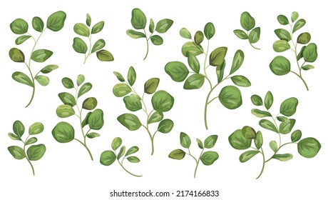 Vector designer elements set collection green branch with leaves. Decorative beauty elegant illustration for design leaf in watercolor style