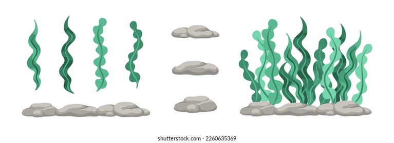 Vector designer elements set collection of green algae, sea grass, underwater seaweed plants and stones. 