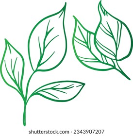 Vector designer elements set collection of green forest fern, tropical green eucalyptus greenery art foliage natural leaves herbs in watercolor style. Decorative beauty elegant illustration for design