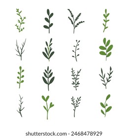 Vector designer elements set collection of green forest fern, tropical green eucalyptus greenery art foliage natural leaves herbs. Decorative beauty elegant illustration for design