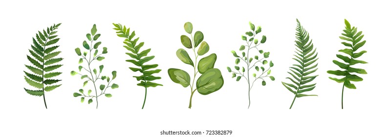 Vector designer elements set collection of green forest fern frond maidenhair greenery art foliage natural leaves herb in watercolor style collection. Decorative beauty elegant illustration for design