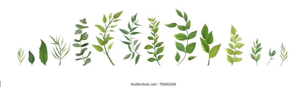 Los vectores diseñan la colección de helechos verdes, eucaliptos verdes tropicales y verdes, el follaje hojas naturales las hierbas en forma de acuarela. Dibujo elegante de belleza decorativa para el diseño