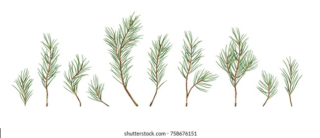 Vector designer elements set collection of green natural forest pine christmas tree  
needles branches greenery hand drawn in watercolor style. Decorative winter seasonal editable, isolated art bundle