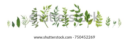 Vector designer elements set collection of green forest fern, tropical green eucalyptus greenery art foliage natural leaves herbs in watercolor style. Decorative beauty elegant illustration for design Foto stock © 