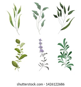 Vector designer elements setof green forest fern, tropical green eucalyptus greenery art foliage natural leaves herbs in watercolor style. Decorative beauty elegant illustration for design, wedding an
