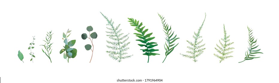 Vector designer watercolor style elements set, collection of green forest asparagus fern, green eucalyptus greenery art foliage natural leaves herbs. Decorative, beauty elegant illustration for design