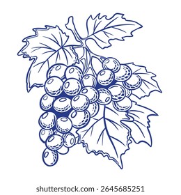 Vector designs of grape silhouettes,  line art