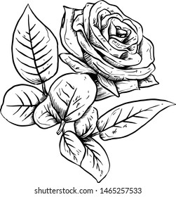 Vector of detailed black and white line art flowers