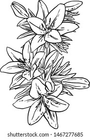 Vector Of Detailed Black and White Line Art Flowers with Clear Background