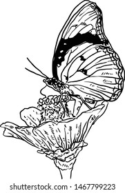 Vector of Detailed Black and White Line Art Flowers and Butterfly