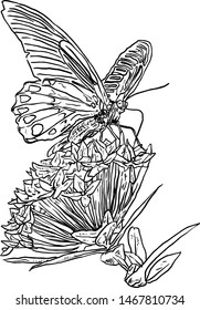 Vector of Detailed Black and White Line art Flowers and Butterfly