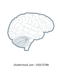 Vector detailed brain line drawing