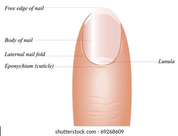 Vector Detailed finger anatomy on a white background