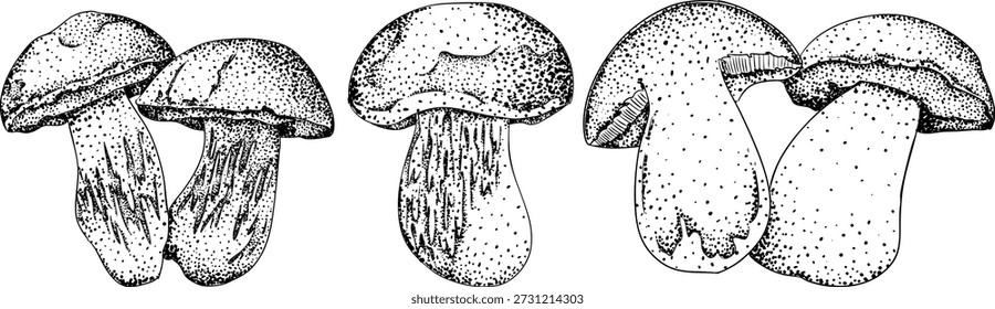  Vetor detalhado mão desenhada ilustração de cogumelo conjunto em estilo de gravura botânica vintage, desenho de tinta preto e branco com pontilhado e linha de arte, fungos de floresta orgânica, trending arte botânica
