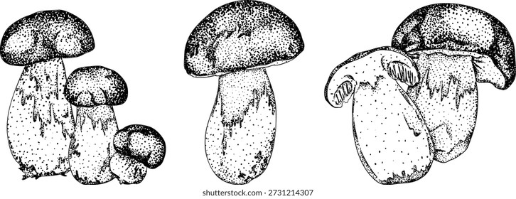  Vetor detalhado mão desenhada ilustração de cogumelo conjunto em estilo de gravura botânica vintage, desenho de tinta preto e branco com pontilhado e linha de arte, fungos de floresta orgânica, trending arte botânica