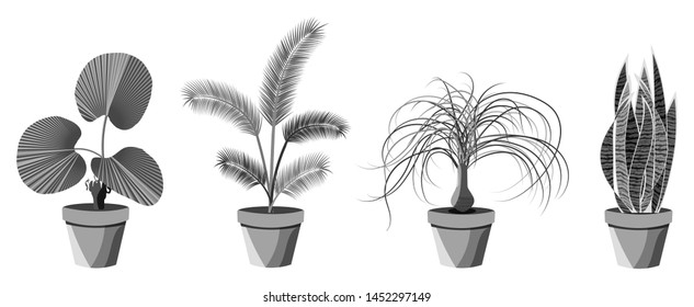 Vector detailed house plant for interior design and decoration.Tropical plant for interior decor of home or office.