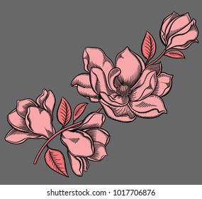 Vector detailed illustration of  blooming apple tree flowers. High quality illustration in sketch style with black outline. Elegant and romantic drawing. hand drawn. Sketchy style, black outline  