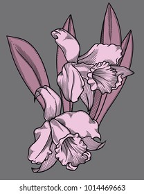 Vector detailed illustration of  blooming flowers. High quality illustration in sketch style with black outline. Elegant and romantic drawing  