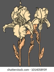 Vector detailed illustration of  blooming iris flowers. High quality illustration in sketch style with black outline. Elegant and romantic drawing. hand drawn. Sketchy style, black outline  