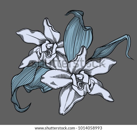 Vector detailed illustration of  blooming orchid flowers. High quality illustration in sketch style with black outline. Elegant and romantic drawing. hand drawn. Sketchy style, black outline  
