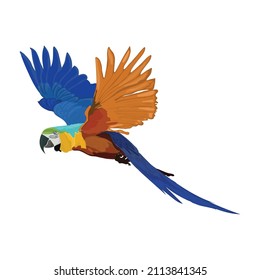 Vector detailed illustration with parrot