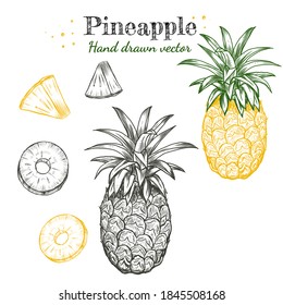 Vector de línea detallada arte piña fruta tropical mano dibujado a mano conjunto de ilustración retro. Dibujos de doodle grabados con tinta lineal vintage. Aislado en blanco, entero y cortado con hojas. 