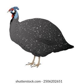 A vector of a detailed, realistic guinea fowl illustration for branding, educational materials, or custom designs. Easily editable for a variety of creative projects