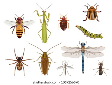 Vector detailed set of different insects isolated in flat style on white background. In collection: bee, spider, mantis, cockroach, bug, mosquito, dragonfly, caterpillar, an ant, Colorado beetle.