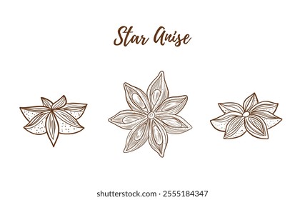 Vector detailed star anise line art illustration, graphic line art. Elegant line botanical illustration. Anise spice. Spices for mulled wine. Great for any designs, textile, art, walls, package