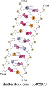 Vector Detailed Structure Of DNA Double Helix