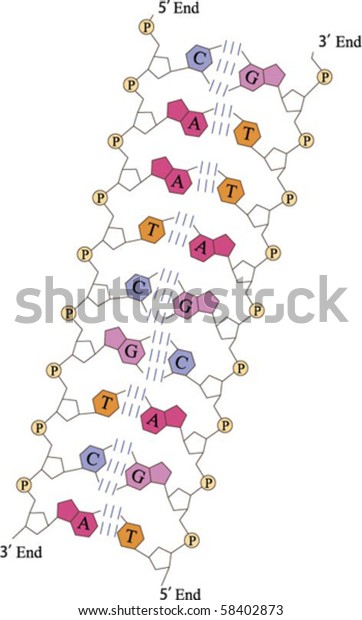 Vector Detailed Structure Dna Double Helix Stock Vector (Royalty Free ...