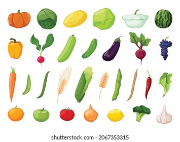 Vector detailed vegetables and fruits. Food illustrations in modern style.