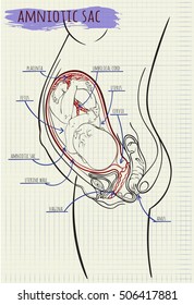 vector diagram amniotik sack child