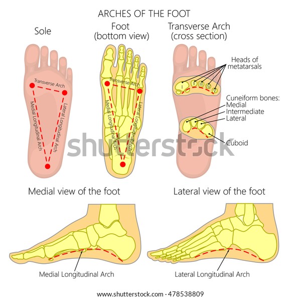 Vector Diagram Arches Foot Medial Lateral Stock Vector Royalty Free