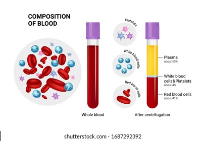 Vector diagram of blood composition. Educational illustration. Test tube