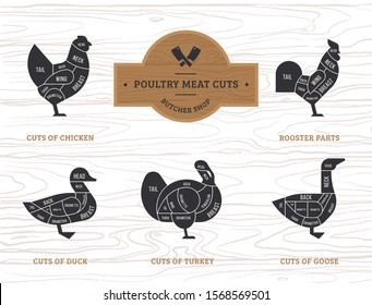 Vector diagram cut carcasses chicken, turkey, goose, duck. Set a schematic view of animals for the butcher shop.