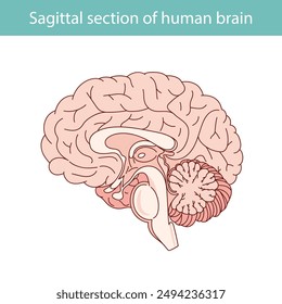 Vector diagram of the internal anatomy of the human brain. Sagittal incision of the brain. Medical infographics.