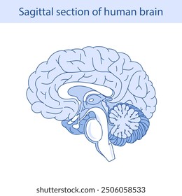 Diagrama del Vector de la anatomía interna del cerebro humano. Incisión sagital del cerebro. Infografía médica.