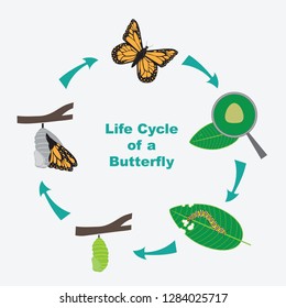 Vector diagram of the Life cycle of a butterfly. 
