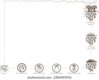 Vector diagram of the lifecycle of mushrooms