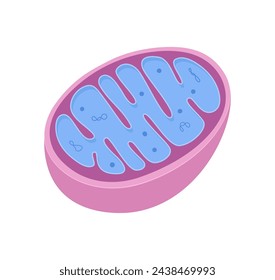 Diagrama vectorial de las mitocondrias. Vista de corte transversal. Estilo Doodle