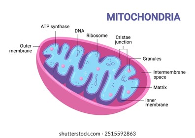 Diagrama vetorial das mitocôndrias. Vista de corte transversal. Infográficos médicos.