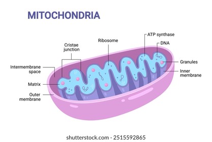 Vector diagram of Mitochondria. Cross-section view. Medical infographics.