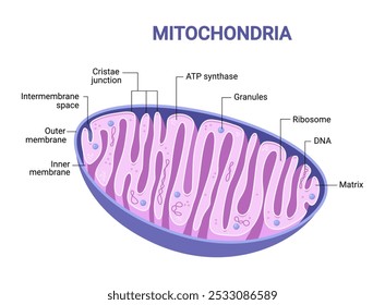 Diagrama de Vector de mitocondrias. Vista transversal. Infografía médica.