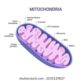 Vector diagram of Mitochondria. Cross-section view. Medical infographics.