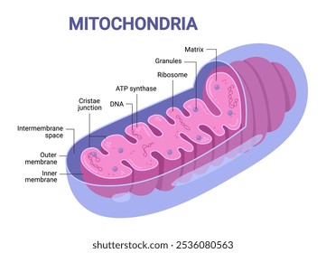 Vector diagram of Mitochondria. Cross-section view. Medical infographics.